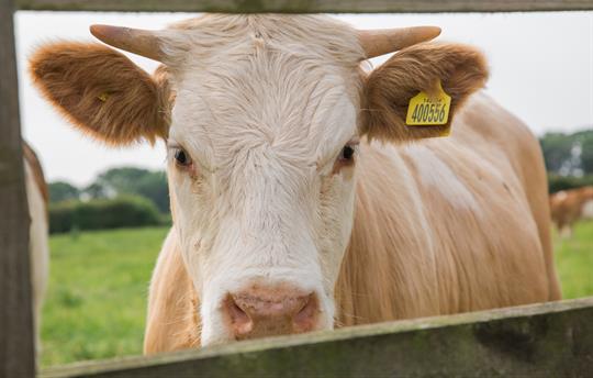 Curious cow Field House
