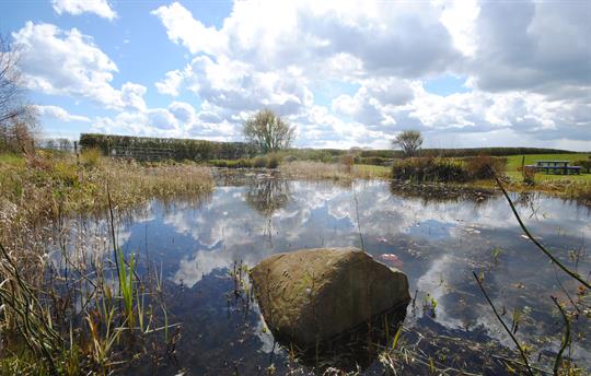 Field House wildlife pond
