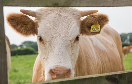 Curious cow Field House