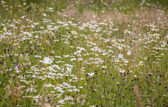 High Barn wildflower meadow