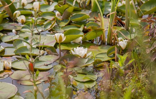 Lilies in the pond
