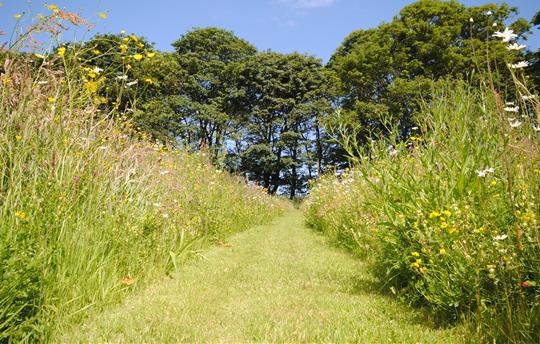 High Barn meadow behind Granary, Hayloft, Owl Hse