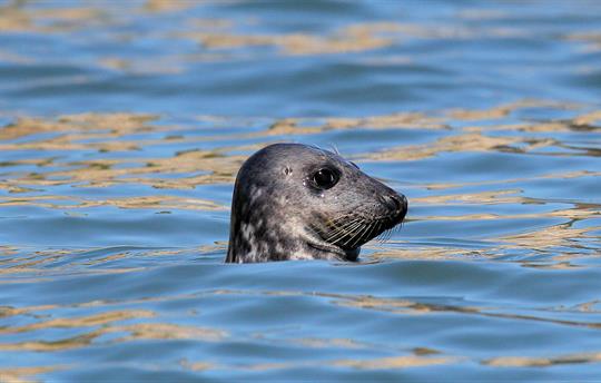 Seal offshore Flamborough Head