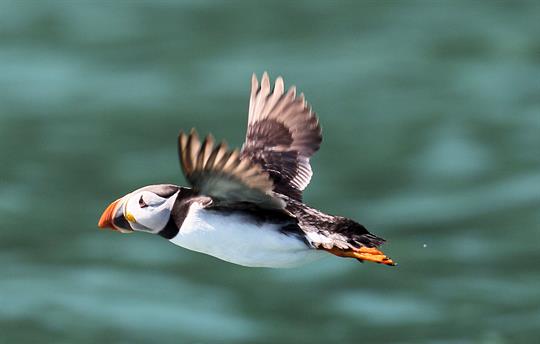 Puffin under Bempton Cliffs