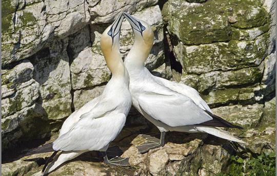 Gannets 