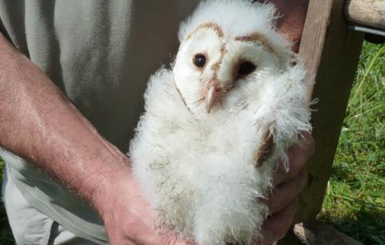 Owlet being ringed High Barn