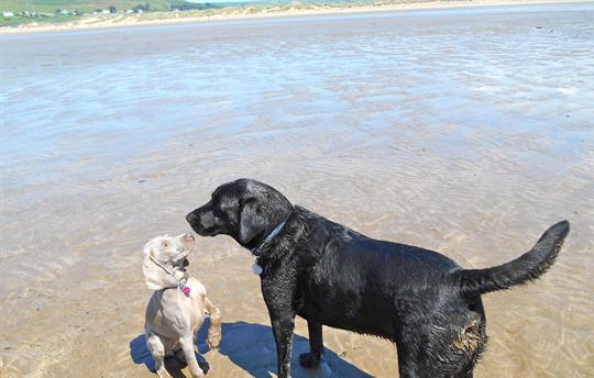 Meetin new friends at Saunton Sands