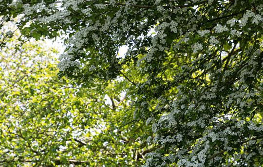 Beautiful tree blossom