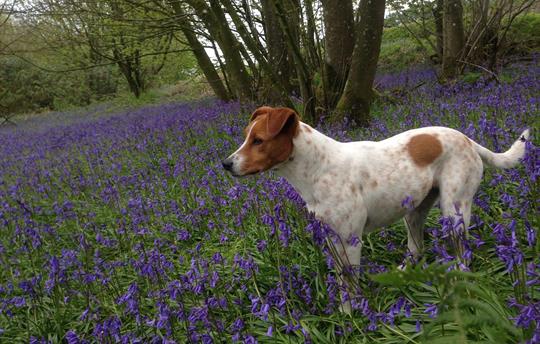 You're welcome to bring your dog