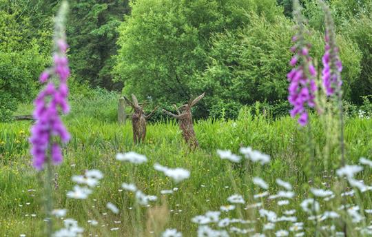 Orroland wildflower meadow early summer