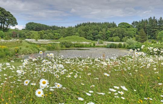 The wildflower meadow is popular with roe deer