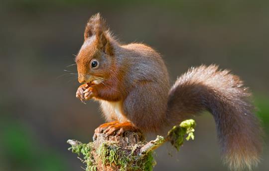 Orroland has thriving population of red squirrels