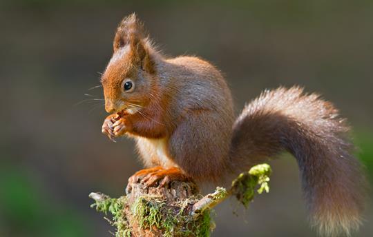 Orroland has thriving population of red squirrels