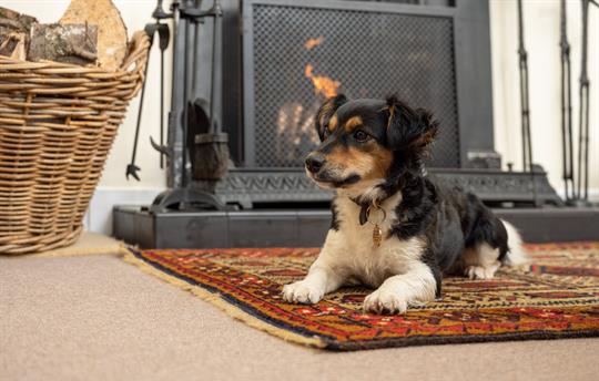Open fire in the sitting room. Dogs are welcome.