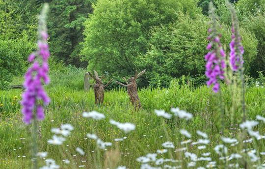 Orroland wildflower meadow early summer