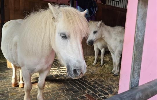 Pet a Pony and ride on a Tractor at Park Hall Farm