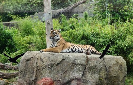 A Tiger at Chester Zoo - Fantastic Family Day Out