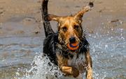It's a dog's life!