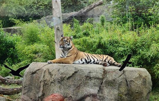 Chester Zoo a full day out for all ages