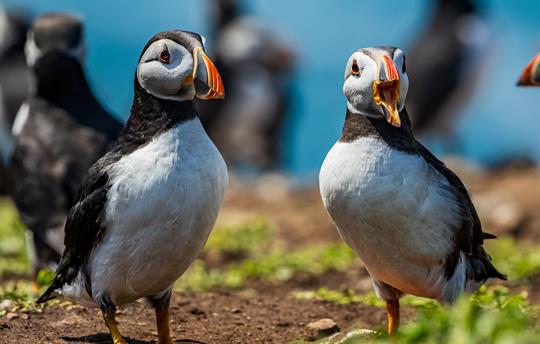 Puffins on Skomer Island