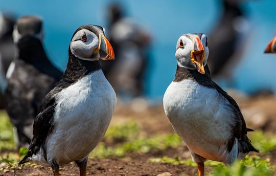 Puffins on Skomer Island