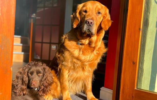 Four-legged guests enjoying the morning sun
