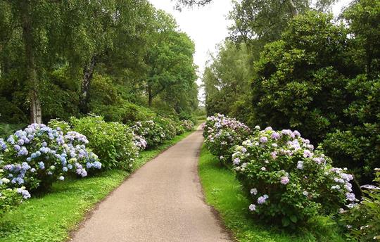Rhododendrons at Sheringham Park