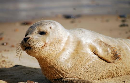 Seal Pup