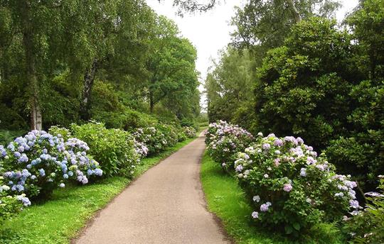 Rhododendrons at Sheringham Park