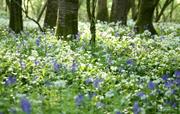 Woodlands in spring with wild garlic and bluebells