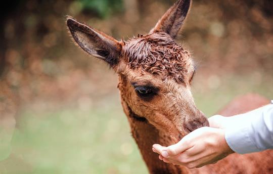 Alpaca Feeding