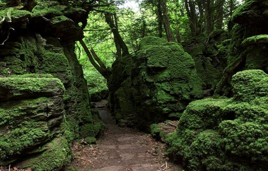 Gulley Square at Puzzlewood - 5 miles away