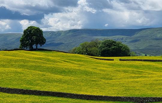 Wild flower meadow in Wensleydale