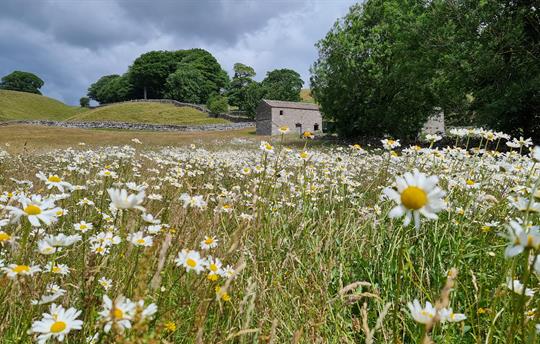 Wildflower meadow short walk from the cottage