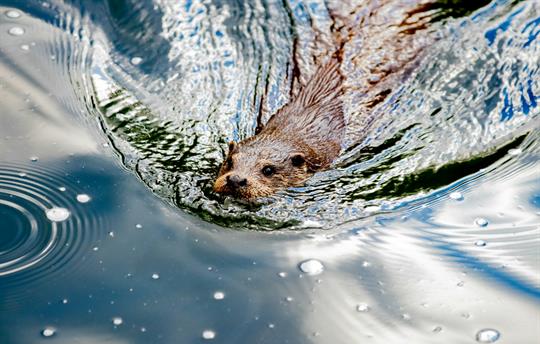 Meet the Beavers! Rewilding Project 10 Mins Away