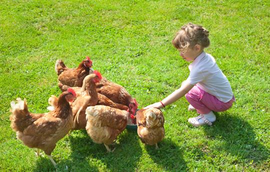 Feeding time! Our young farmer lends a hand