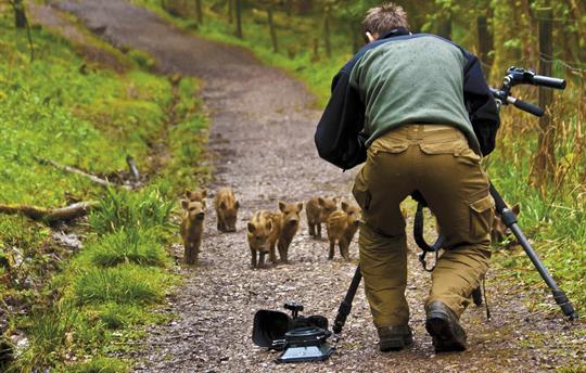 Capturing the charm of wild boar piglets