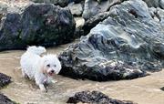 Doggy Paddle 