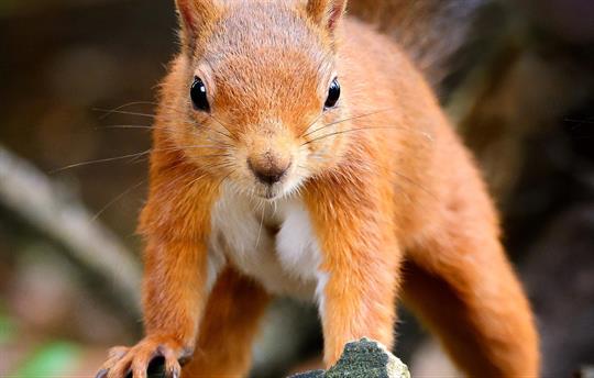 Red Squirrel