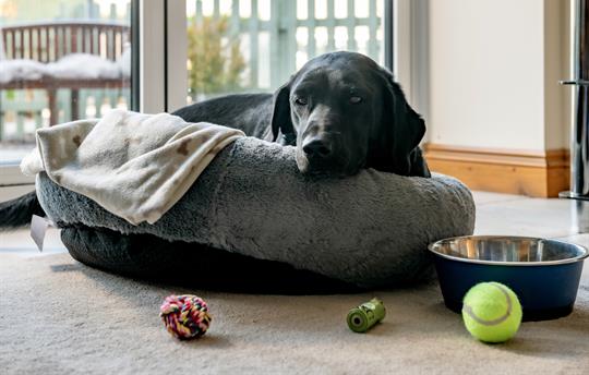 Dogs also need a holiday too!