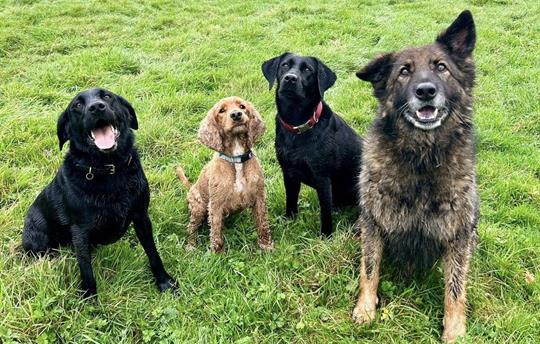 Accept up to two dogs in each cottage 6 in total