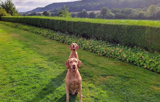 Large, enclosed, private garden for dogs to enjoy