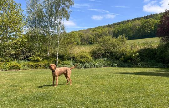 Private garden paradise for your dog to roam free