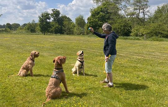 Large open areas for your dog(s) to run & play