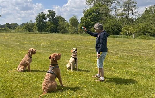 Large open areas for your dog(s) to run & play