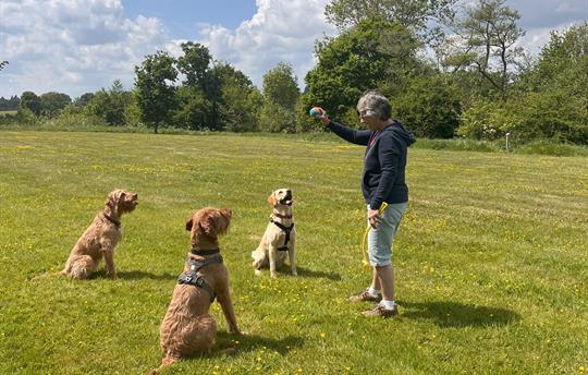 Large open areas for your dog(s) to run & play