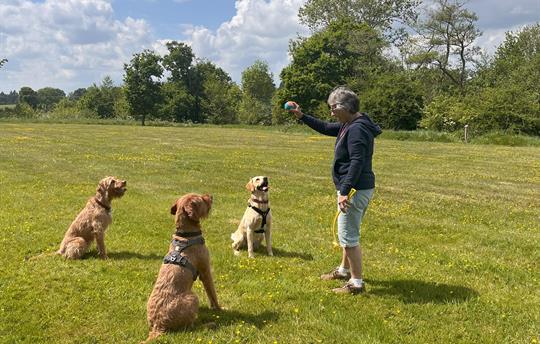 Large open areas for your dog(s) to run & play