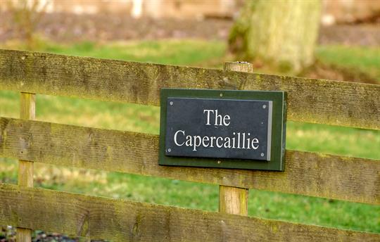 The Capercaillie