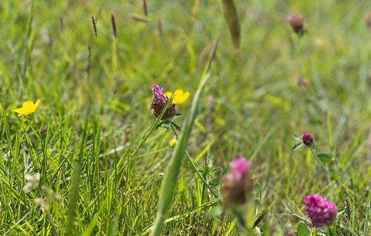 Flowers in the guest garden