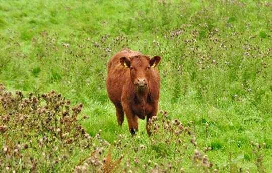 One of our beautiful cows